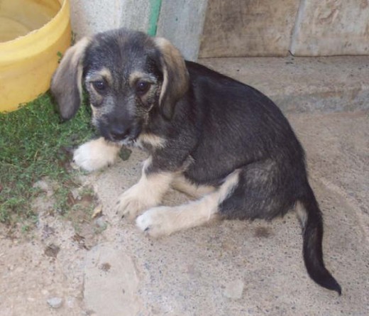 aqui era una jovenzuela, solo tenia  mes y medio... estaba esperando a la mejor familia para q me adoptaran :) 